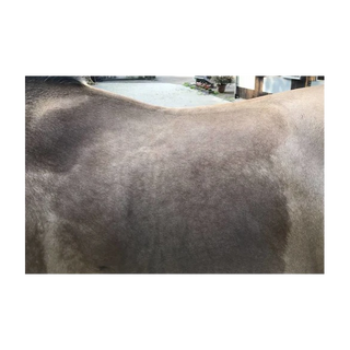 Body-Move-Pad | Comfort Line DRESSUR WORKING