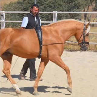 Longiergurt von Passier by Horst Becker